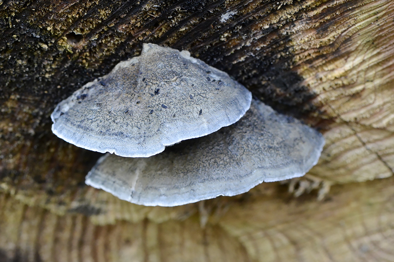 blauwe kaaszwam (cyanosporus caesius) 11-2024 1820