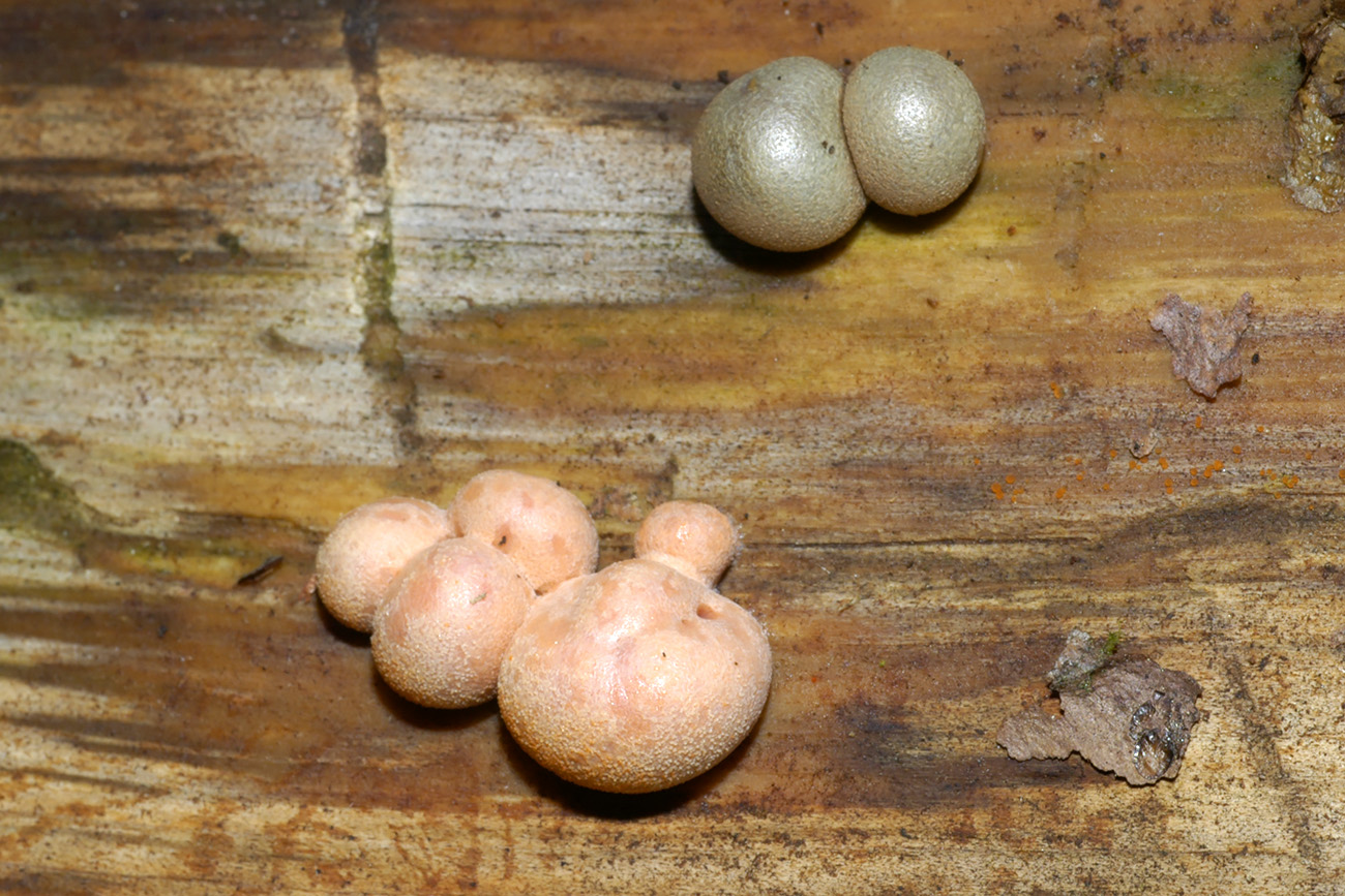 bloedweizwam (lycogala epidendrum) 8-2006 6669