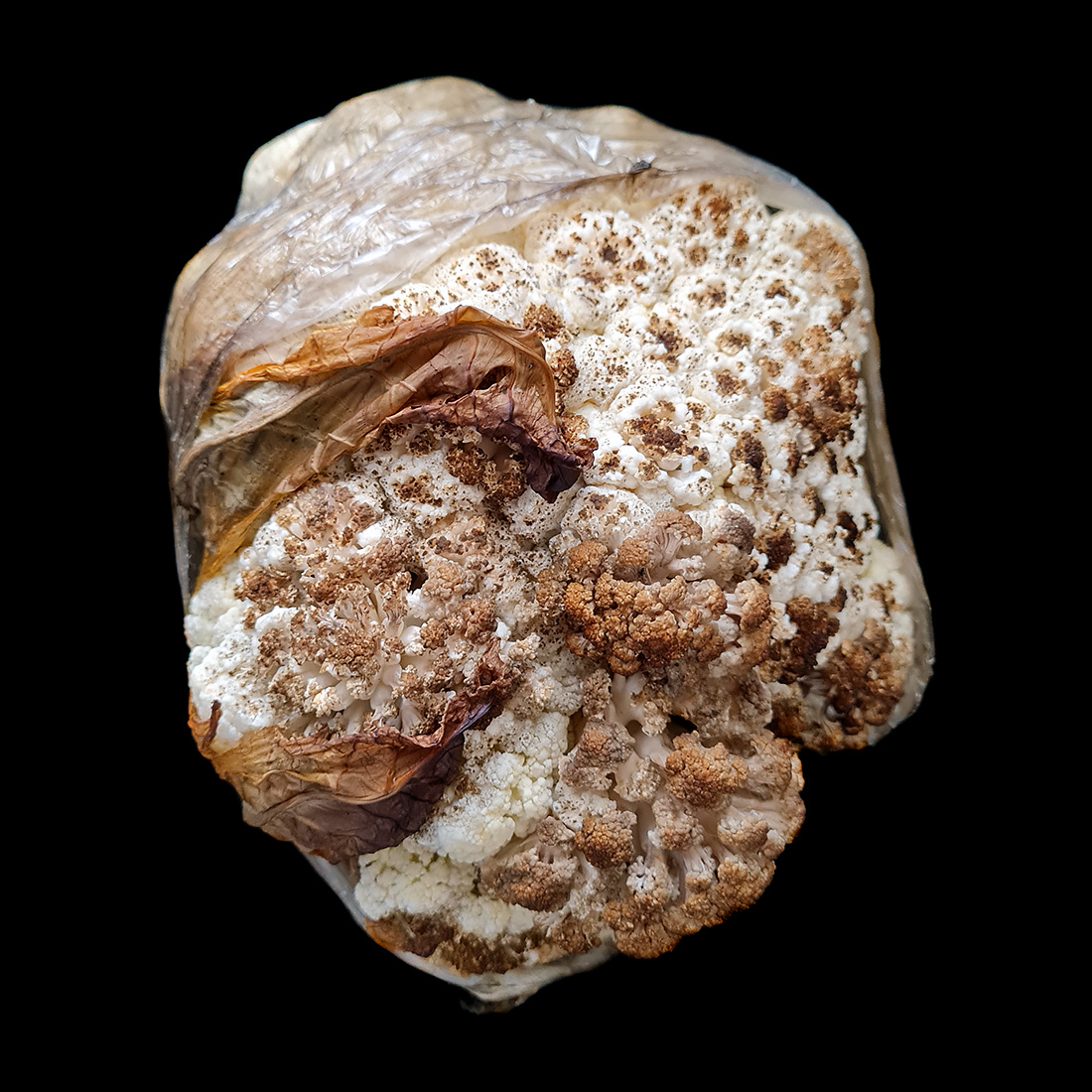 bloemkool 8-1-2023 120836