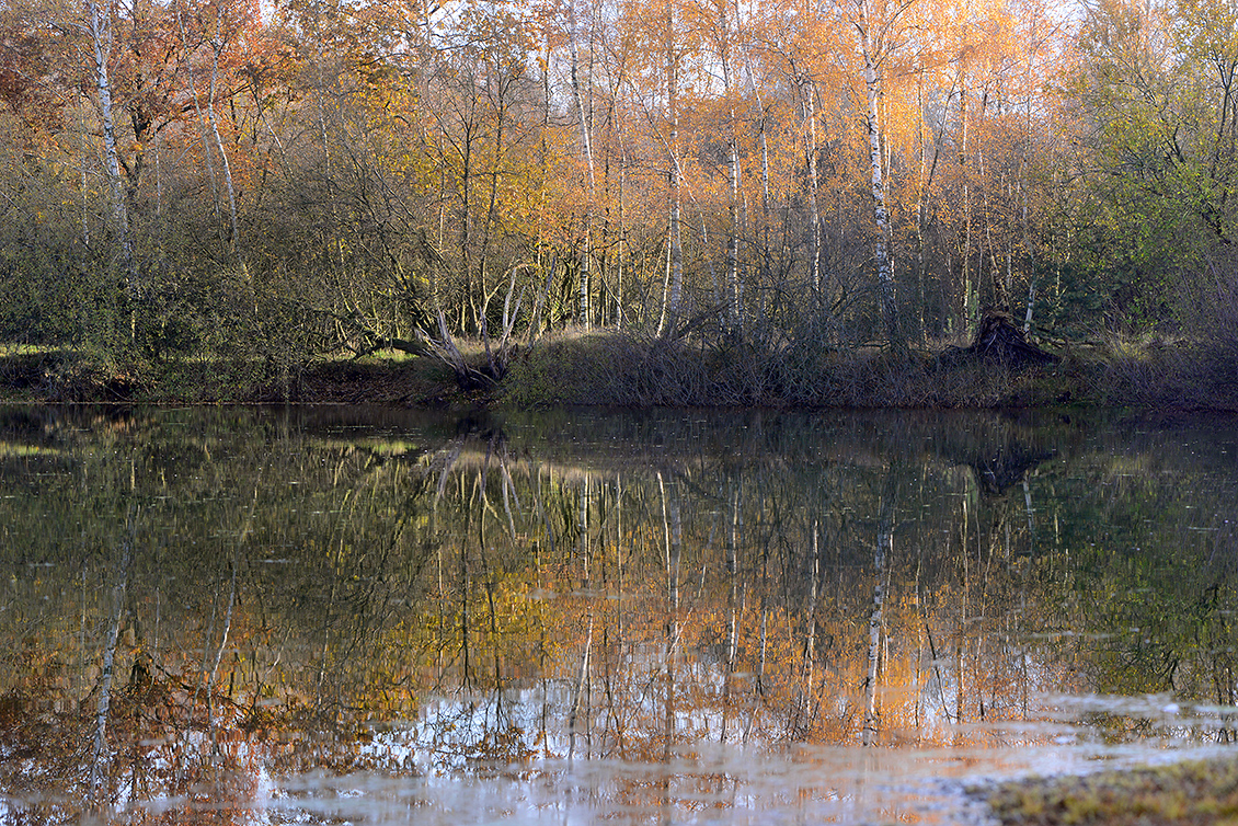 bodemven de moer 11-2019 0813