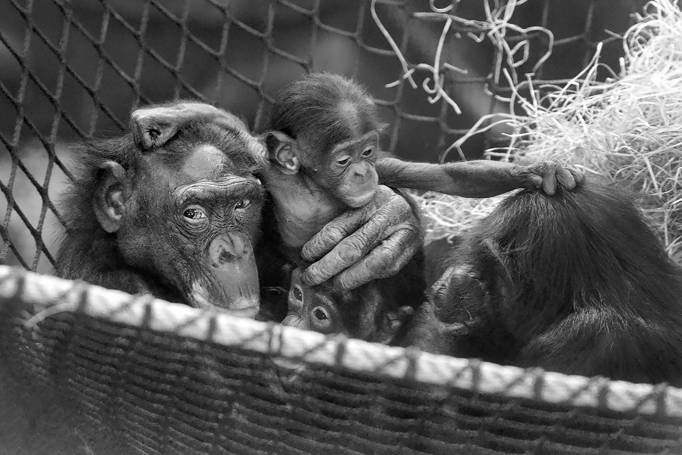 bonobo (pan paniscus) 12-2023 9679