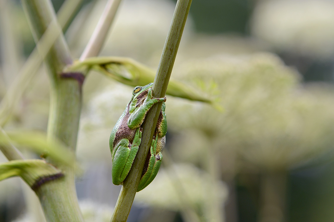 boomkikker (Hyla arborea) 8-2020 2209