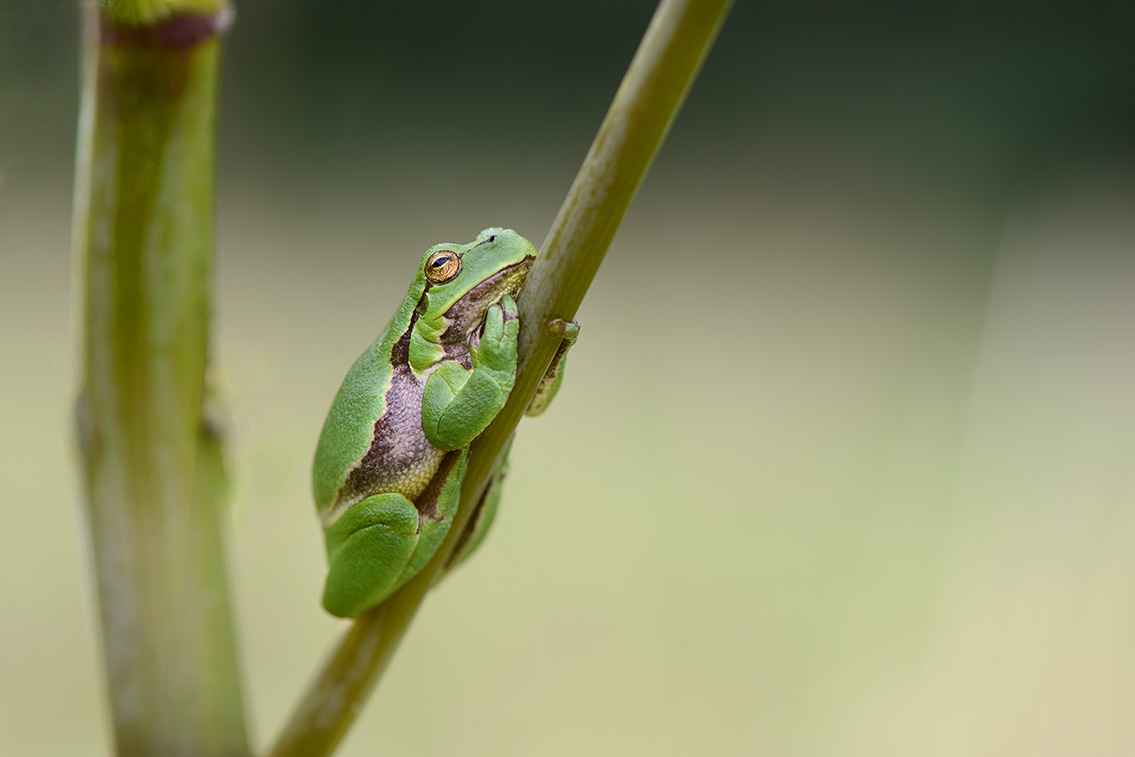 boomkikker (Hyla arborea) 8-2020 2212