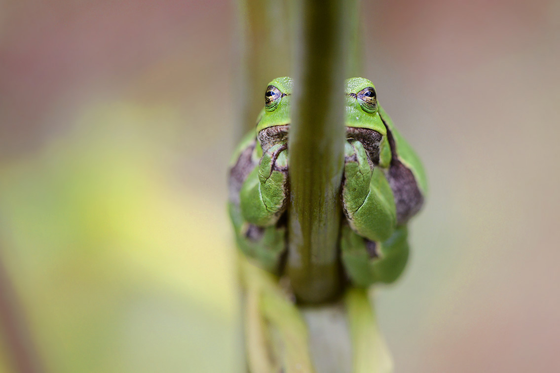 boomkikker (Hyla arborea) 8-2020 2378