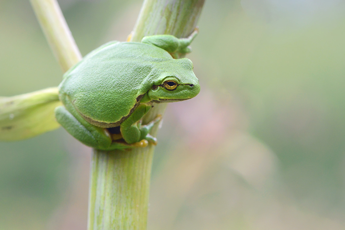 boomkikker (Hyla arborea) 8-2020 2448