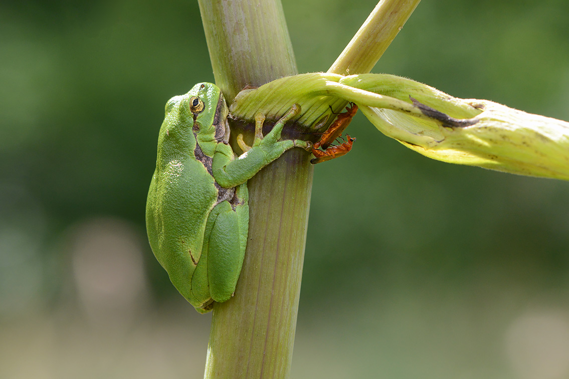 boomkikker (Hyla arborea) 8-2020 2461