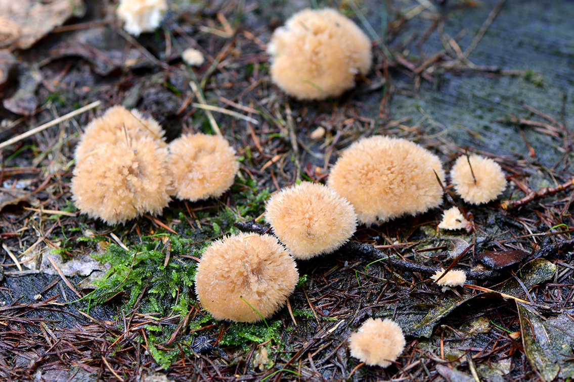 boompuist (Postia ptychogaster) 10-2020 3184