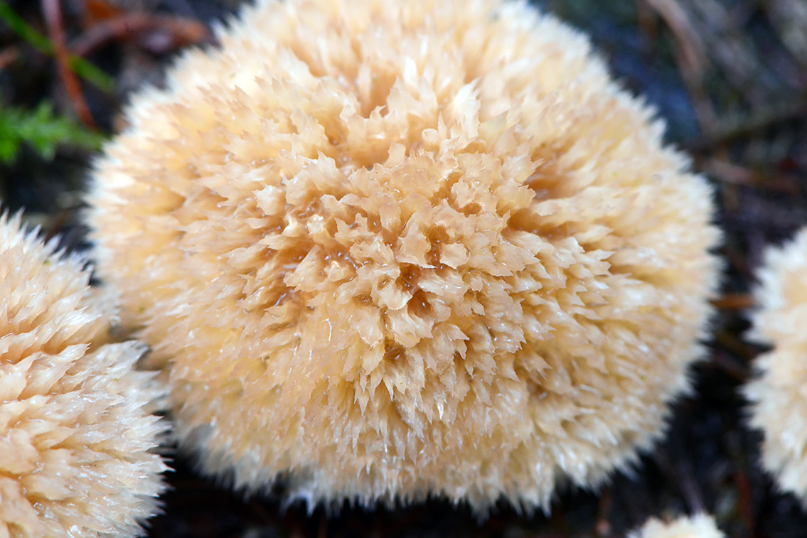 boompuist (Postia ptychogaster) 10-2020 3188