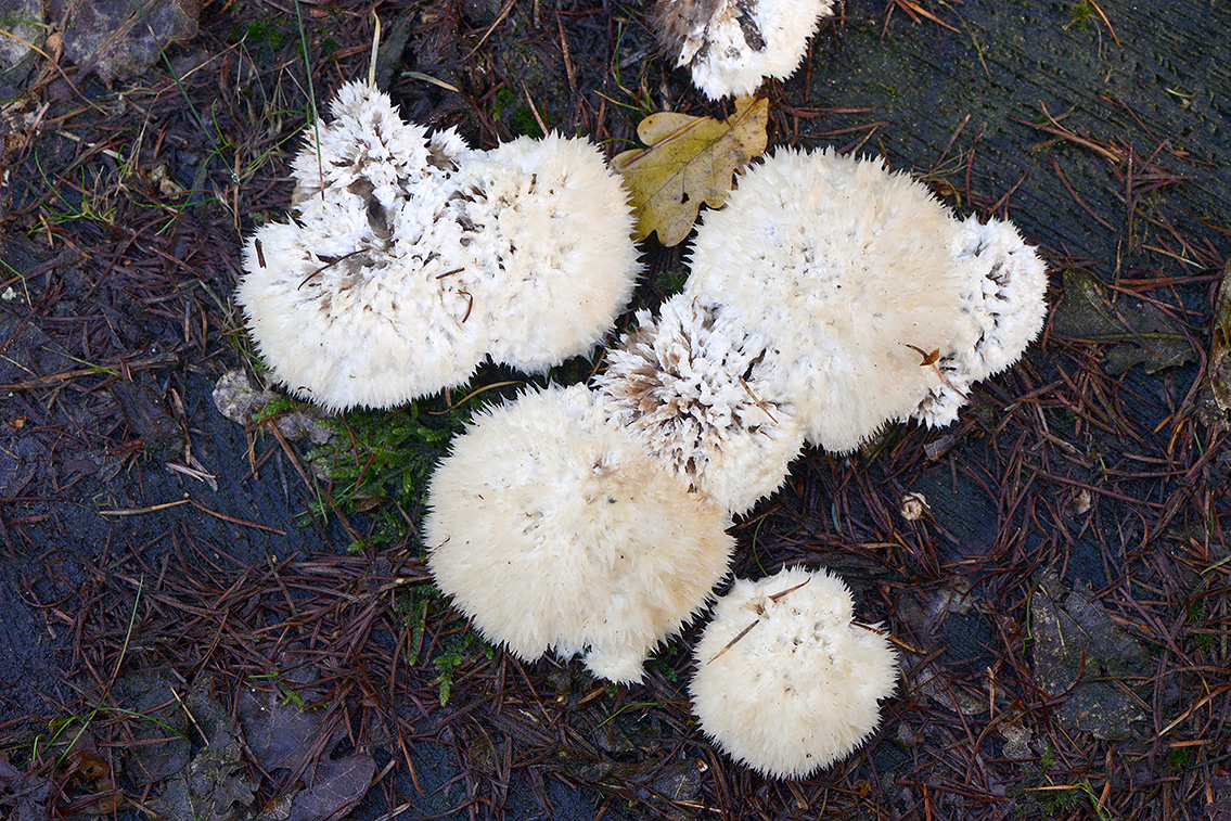 boompuist (Postia ptychogaster) 10-2020 3680