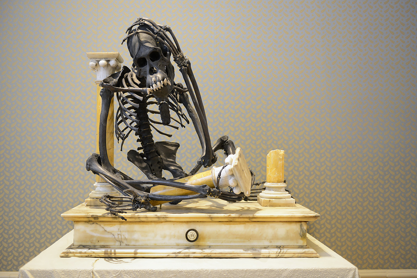 bornean orangutan darwin sinke v tongeren 6-2022 3749