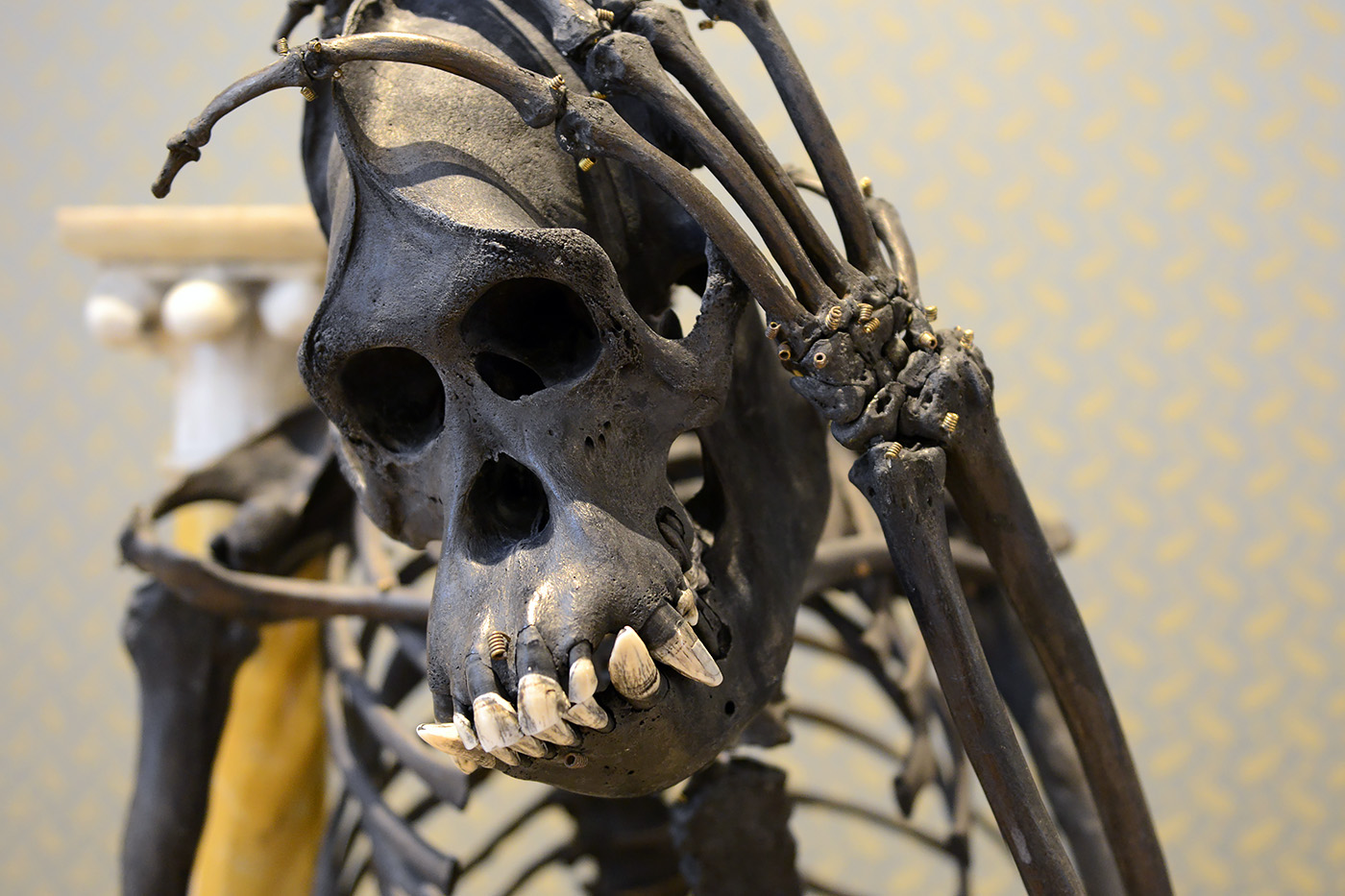 bornean orangutan darwin sinke v tongeren 6-2022 3769