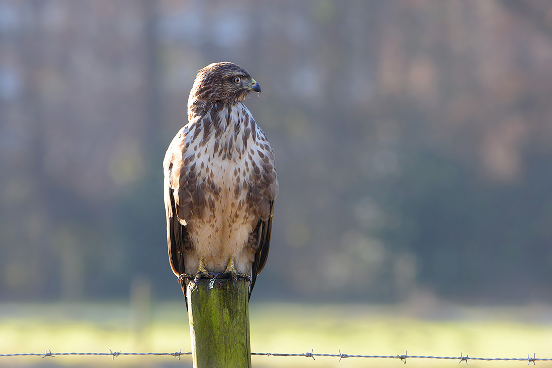 buizerd (Buteo buteo)11-2016 3324