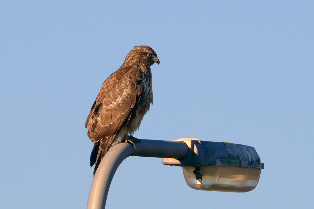 buizerd (Buteo buteo)11-2016 3340