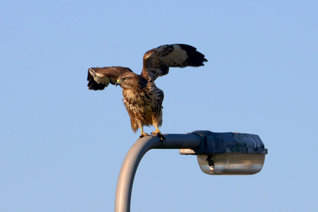 buizerd (Buteo buteo)11-2016 3342