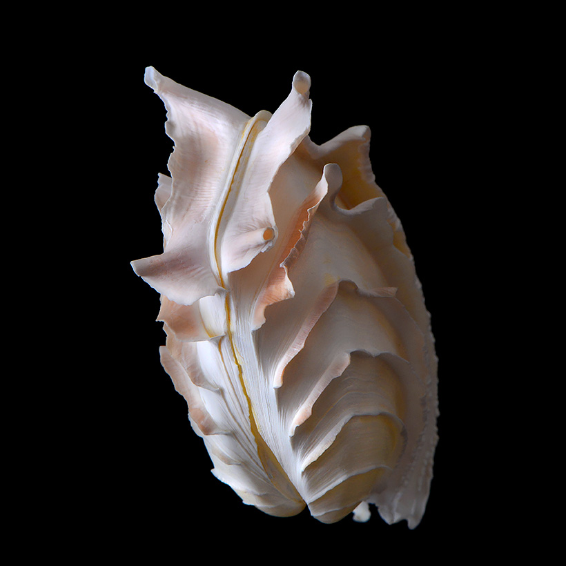 callanaitis disjecta 5-2019 9453