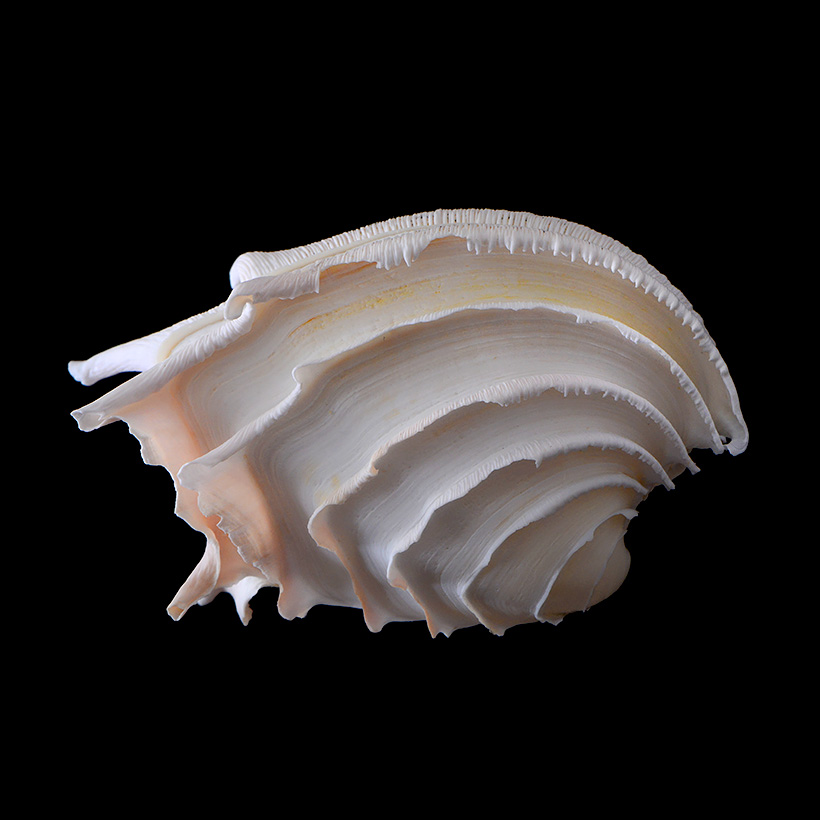 callanaitis disjecta 5-2019 9455