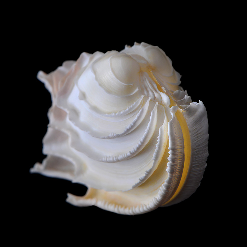 callanaitis disjecta 5-2019 9462