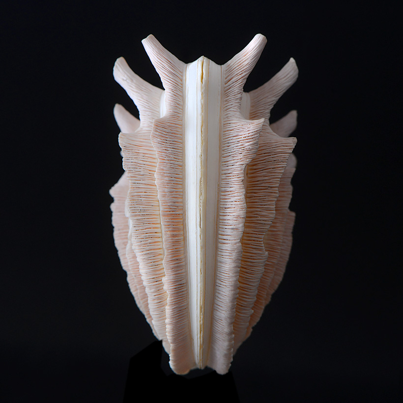 callanaitis disjecta 5-2019 9464