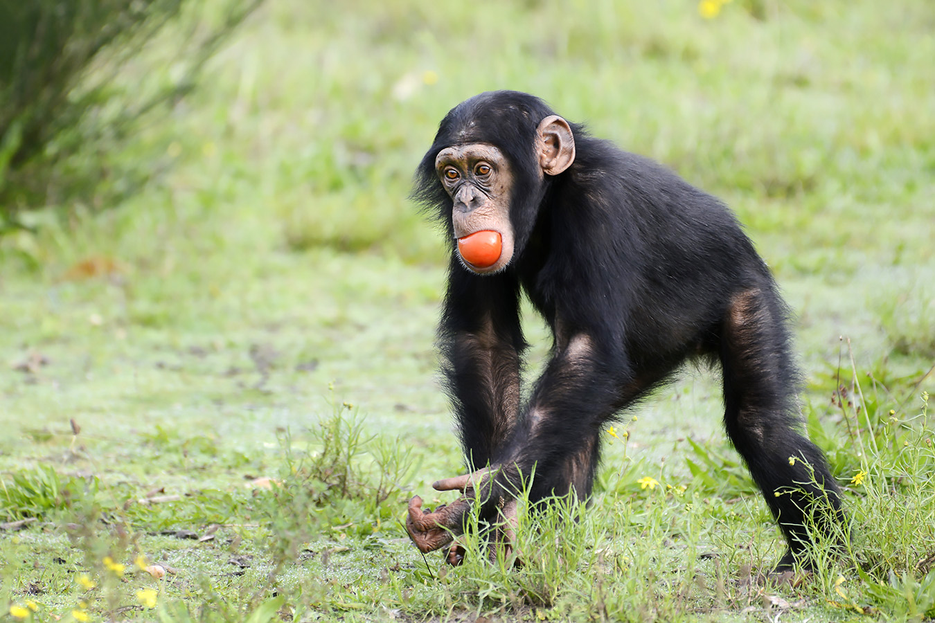 chimpansee (pan troglodytes) 10-2023 8998