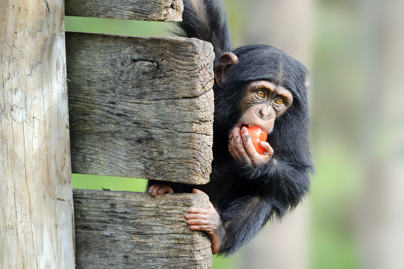 chimpansee (pan troglodytes) 10-2023 9028