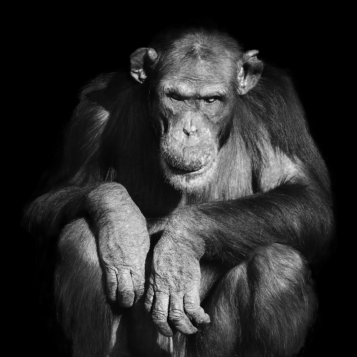 chimpansee (pan troglodytus) 2-2023 6489