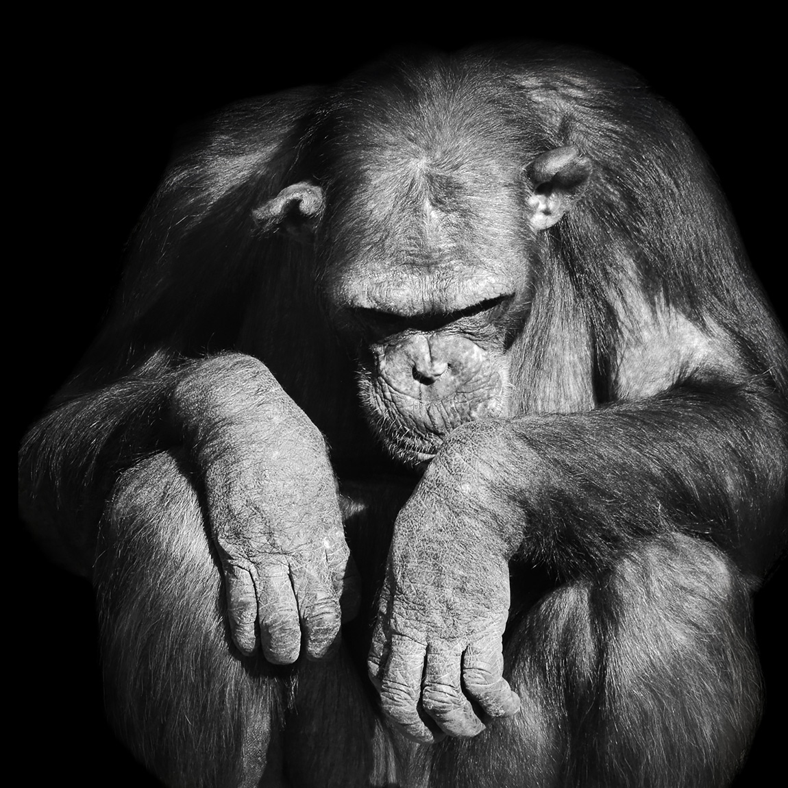 chimpansee gert-jan (pan troglodytes) 2-2023 6487