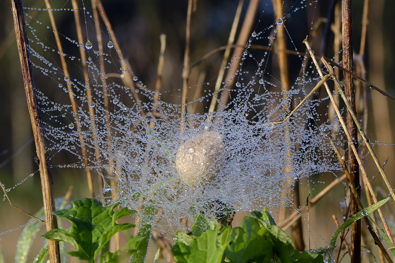 cocon wespspin 10-2024 1464