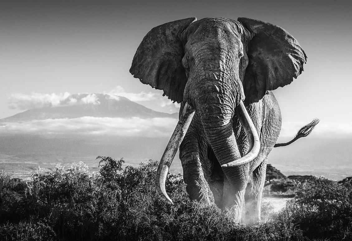 david yarrow africa 12-2018