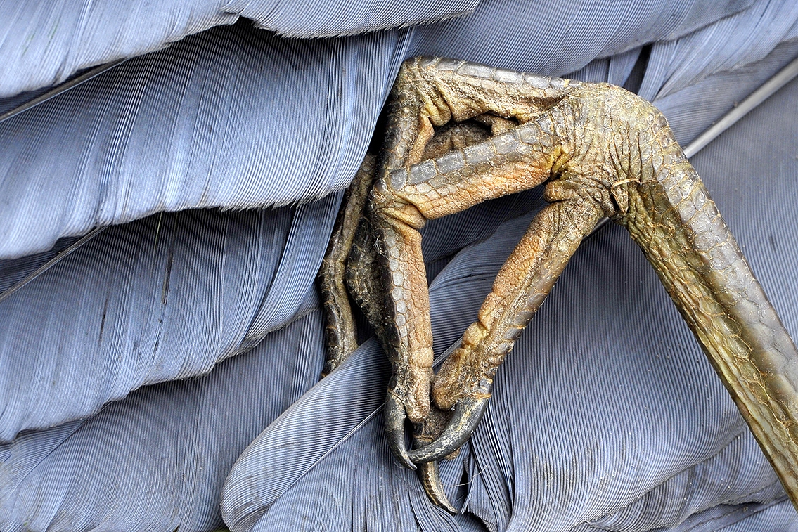 dode blauwe reiger (ardea cinerea) 05-2011 7892