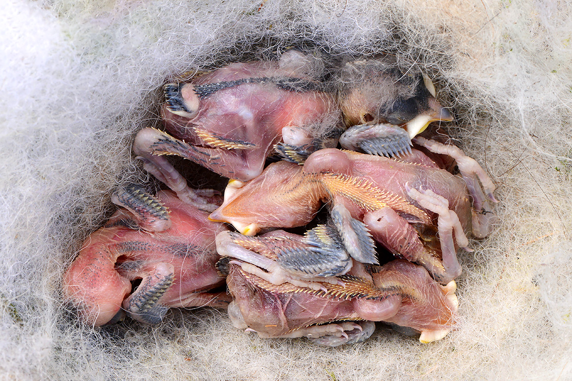 dode jonge koolmeesjes (Parus major) 6-2021 7788-