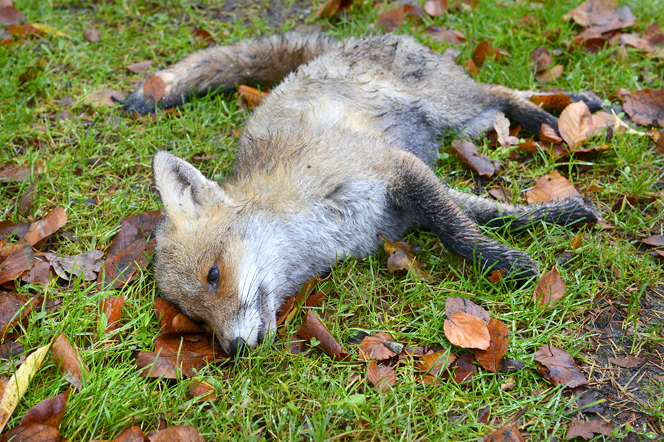 dode vos (vulpes vulpes) 12-2021 0759