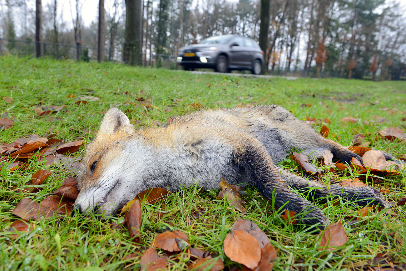 dode vos (vulpes vulpes) 12-2021 0763