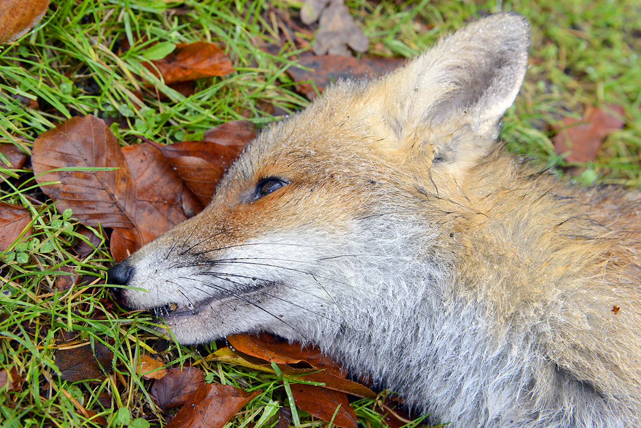 dode vos (vulpes vulpes) 12-2021 0765