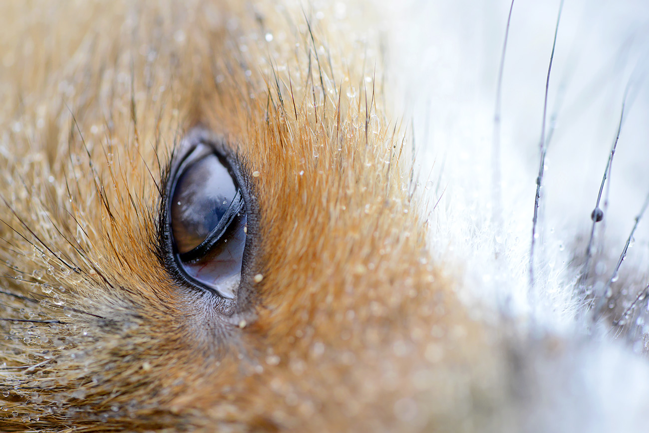 dode vos (vulpes vulpes) 12-2021 0769