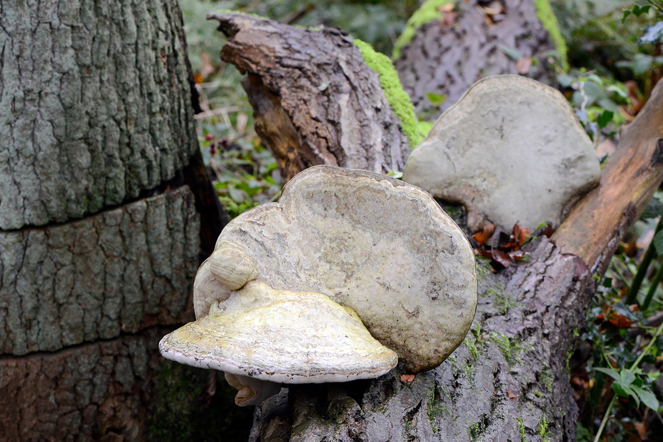 echte tonderzwam (fomes fomentarius 4-2019 0368