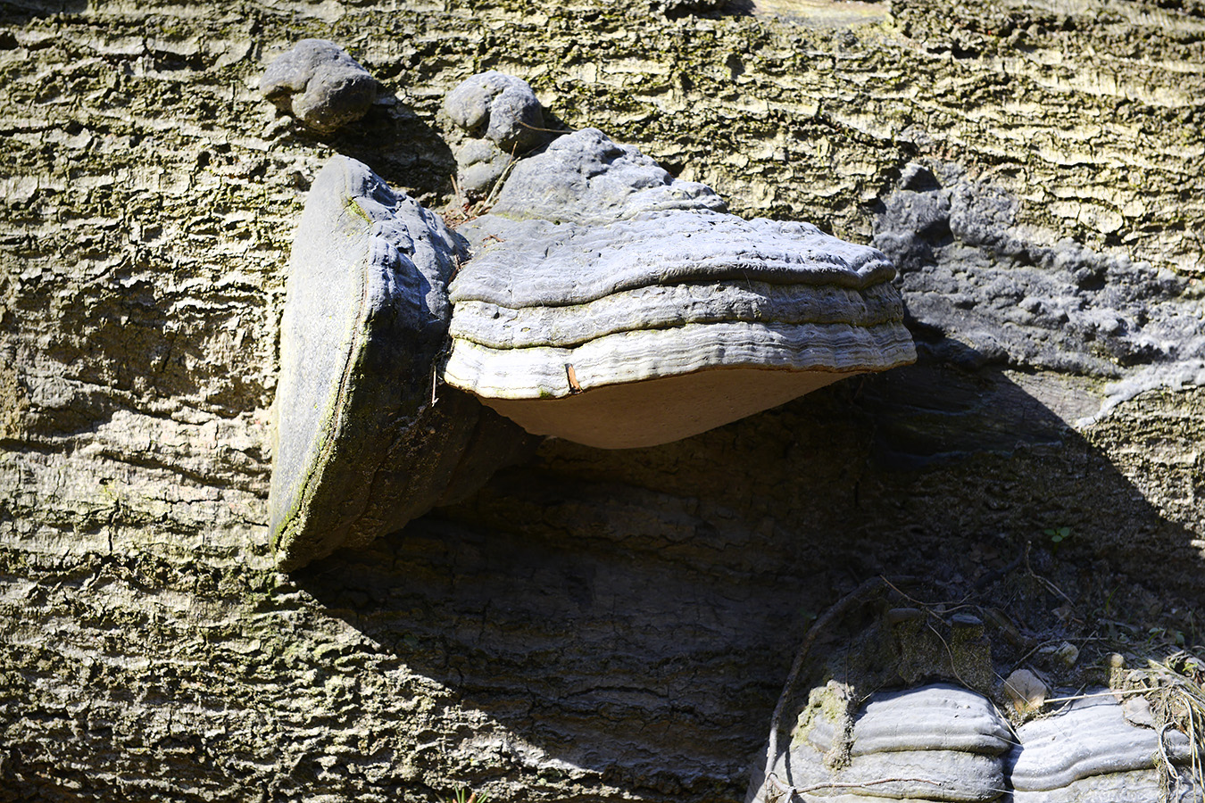 echte tonderzwam (fomes fomentarius 4-2023 7309