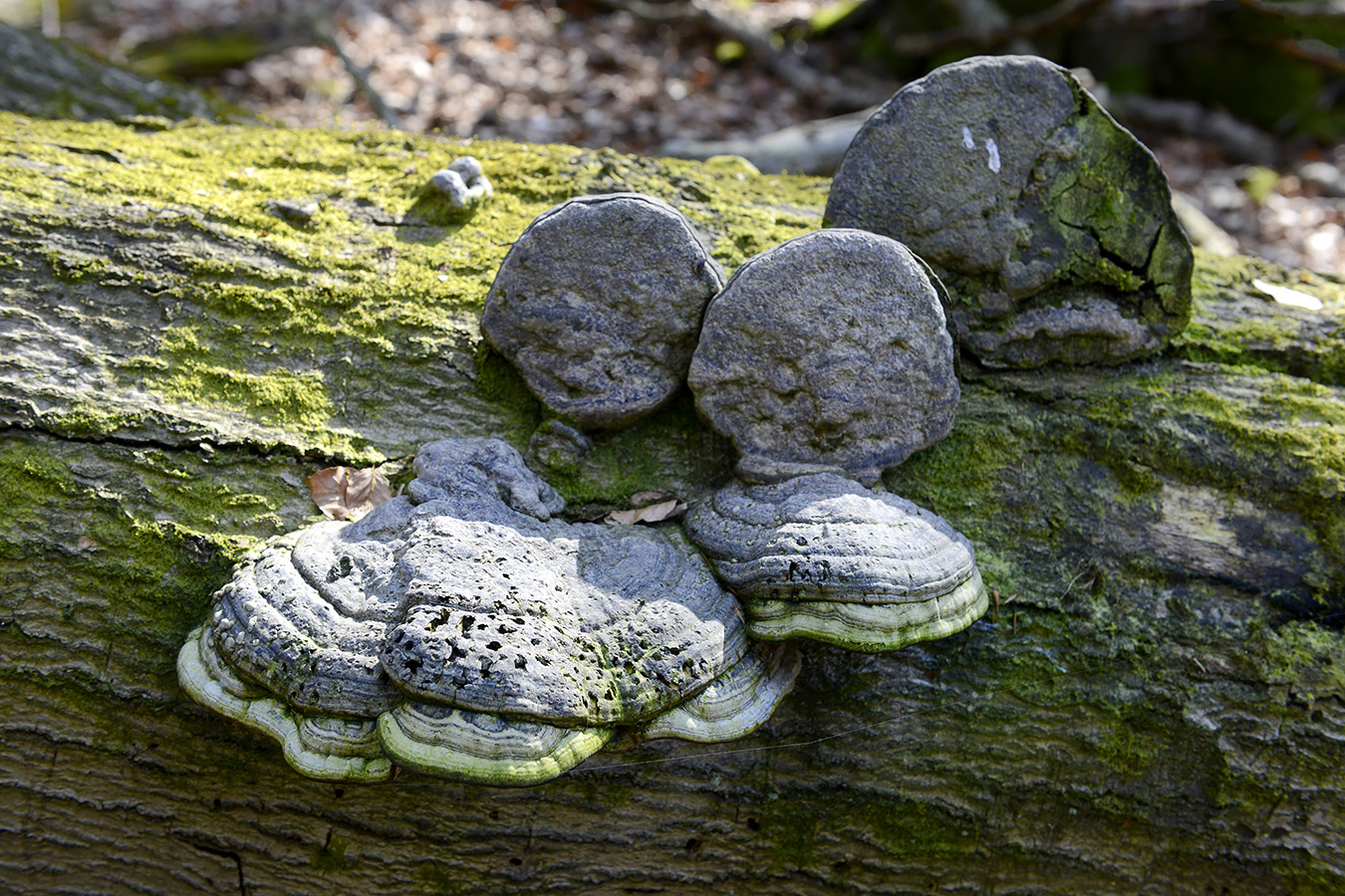 echte tonderzwam (fomes fomentarius) 4-20237324