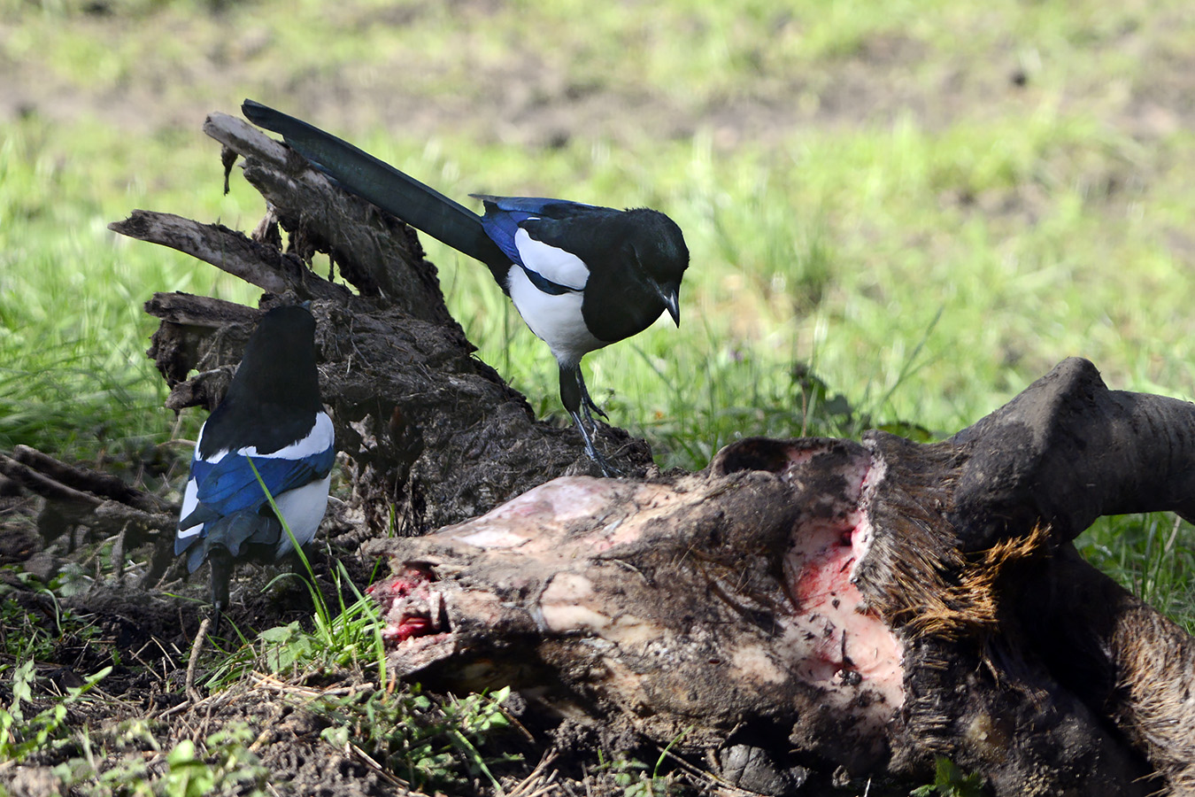 ekster (pica pica) 3-2023 7000