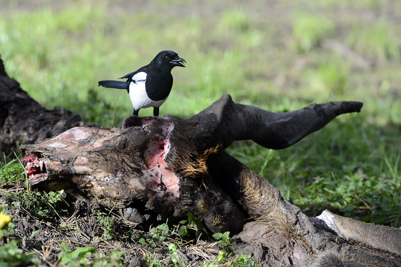 ekster (pica pica) 3-2023 7017