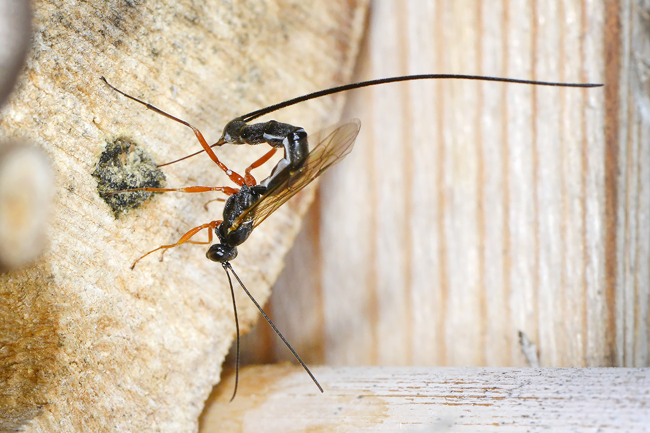 ephialtes manifestator 5-2022 2676