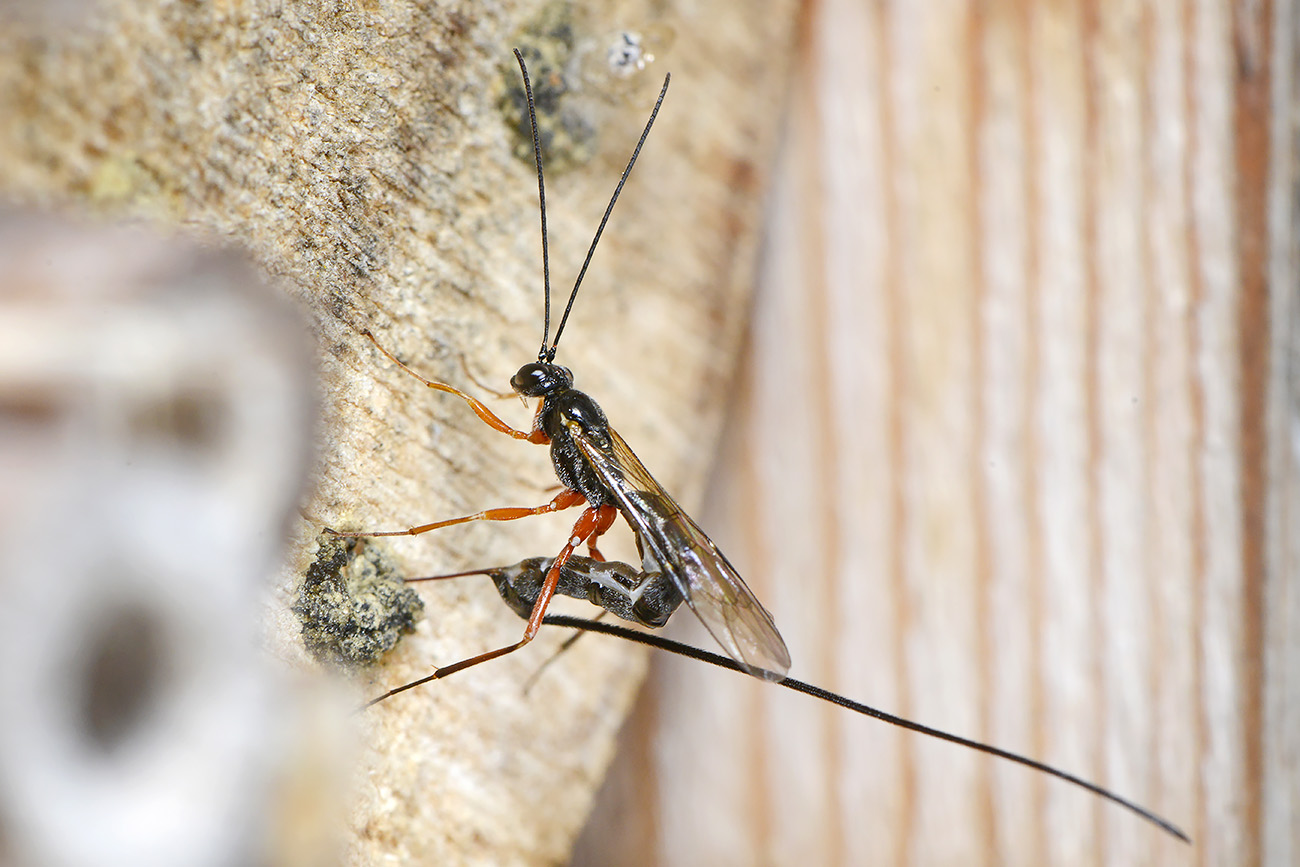 ephialtes manifestator 5-2022 2691