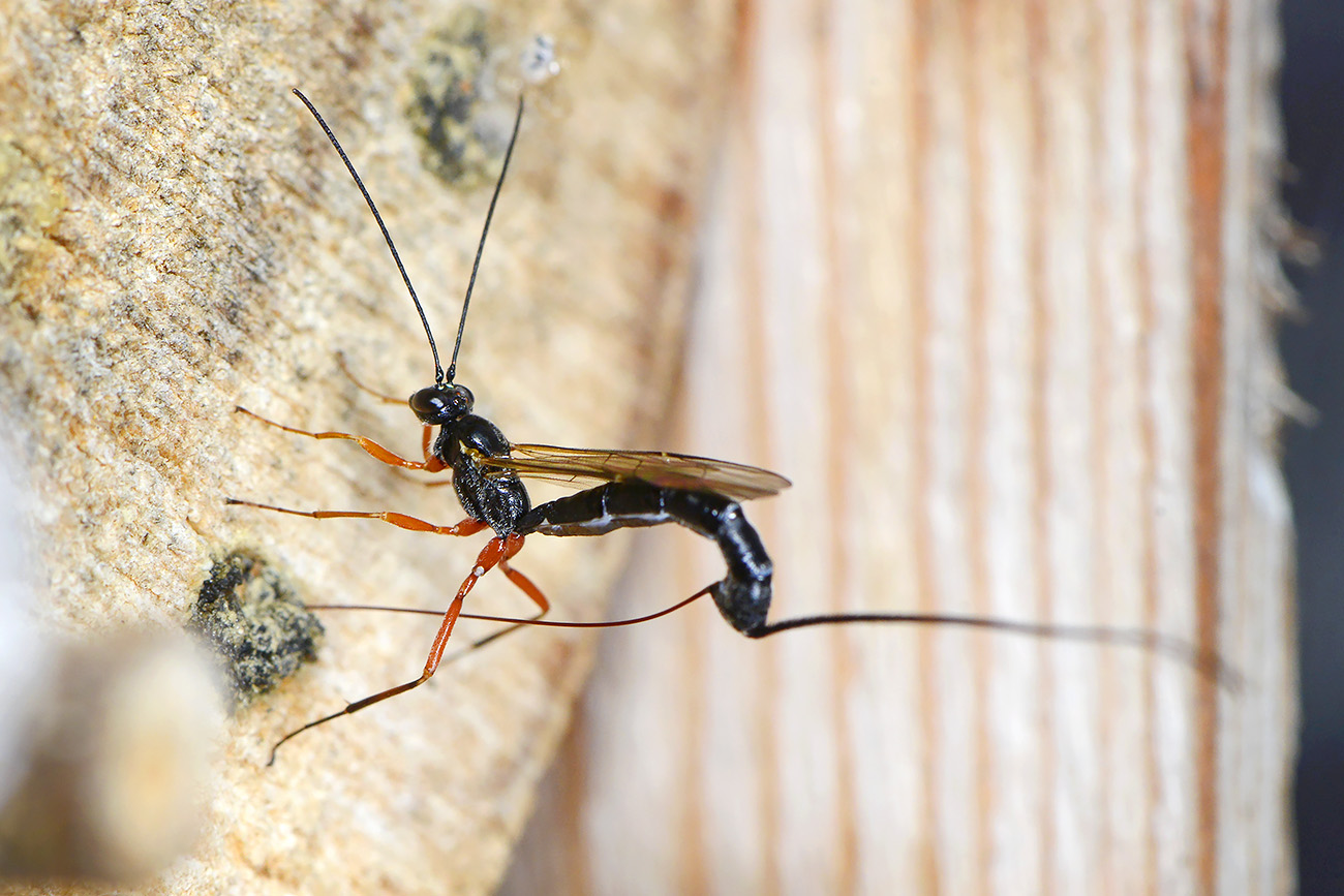 ephialtes manifestator 5-2022 2704