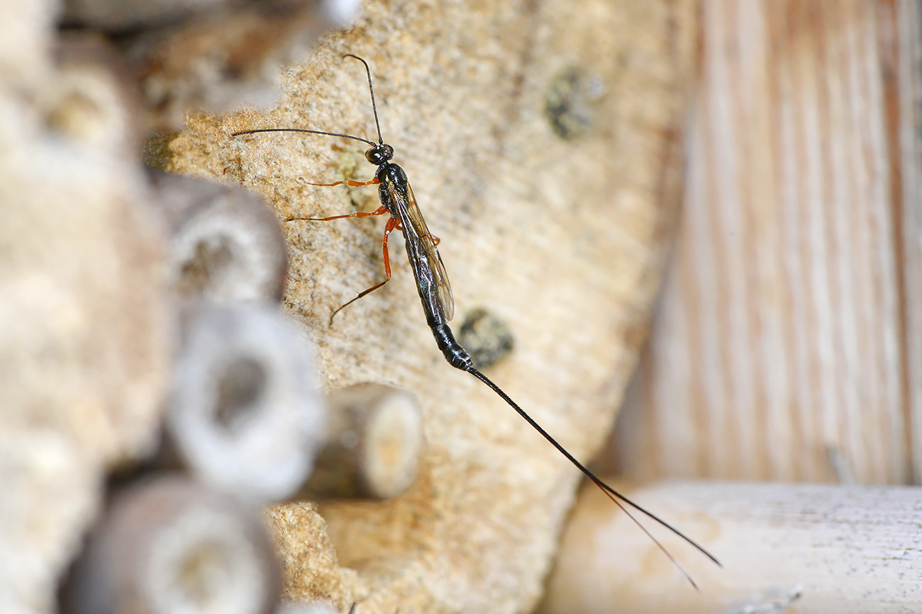 ephialtes manifestator 5-2022 2714