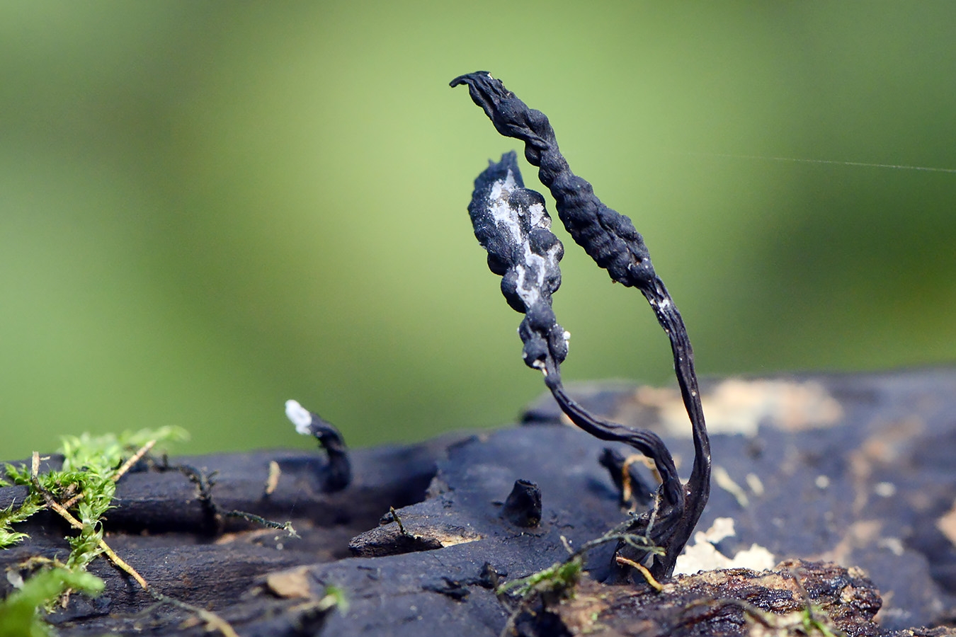 esdoornhoutknotszwam (xilaria longipes) 10-2024 1274-