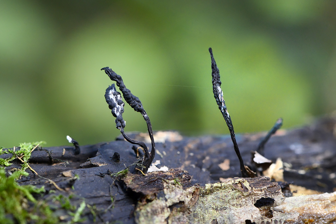 esdoornhoutknotszwam (xilaria longipes) 10-2024 1274