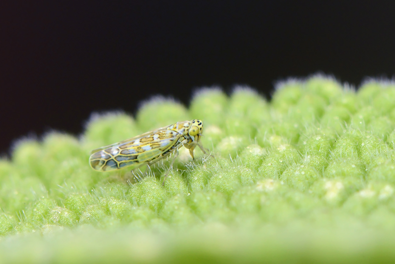 eupteryx decemnotata 5-20222847