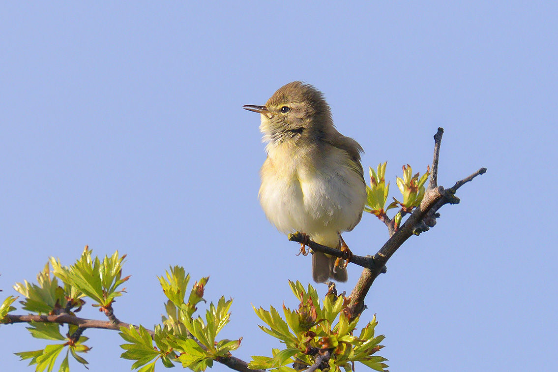 fitis (Phylloscopus trochilus) 4-2017 9648