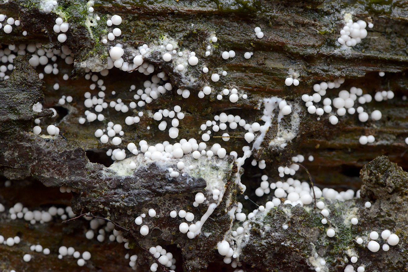 fopdraadwatje (trichia varia) 12-2021 0748