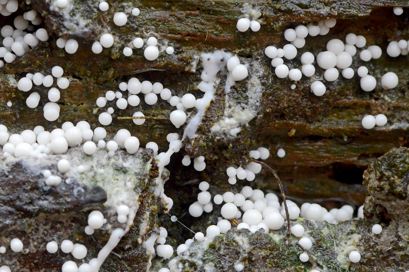 fopdraadwatje (trichia varia) 12-2021 0749