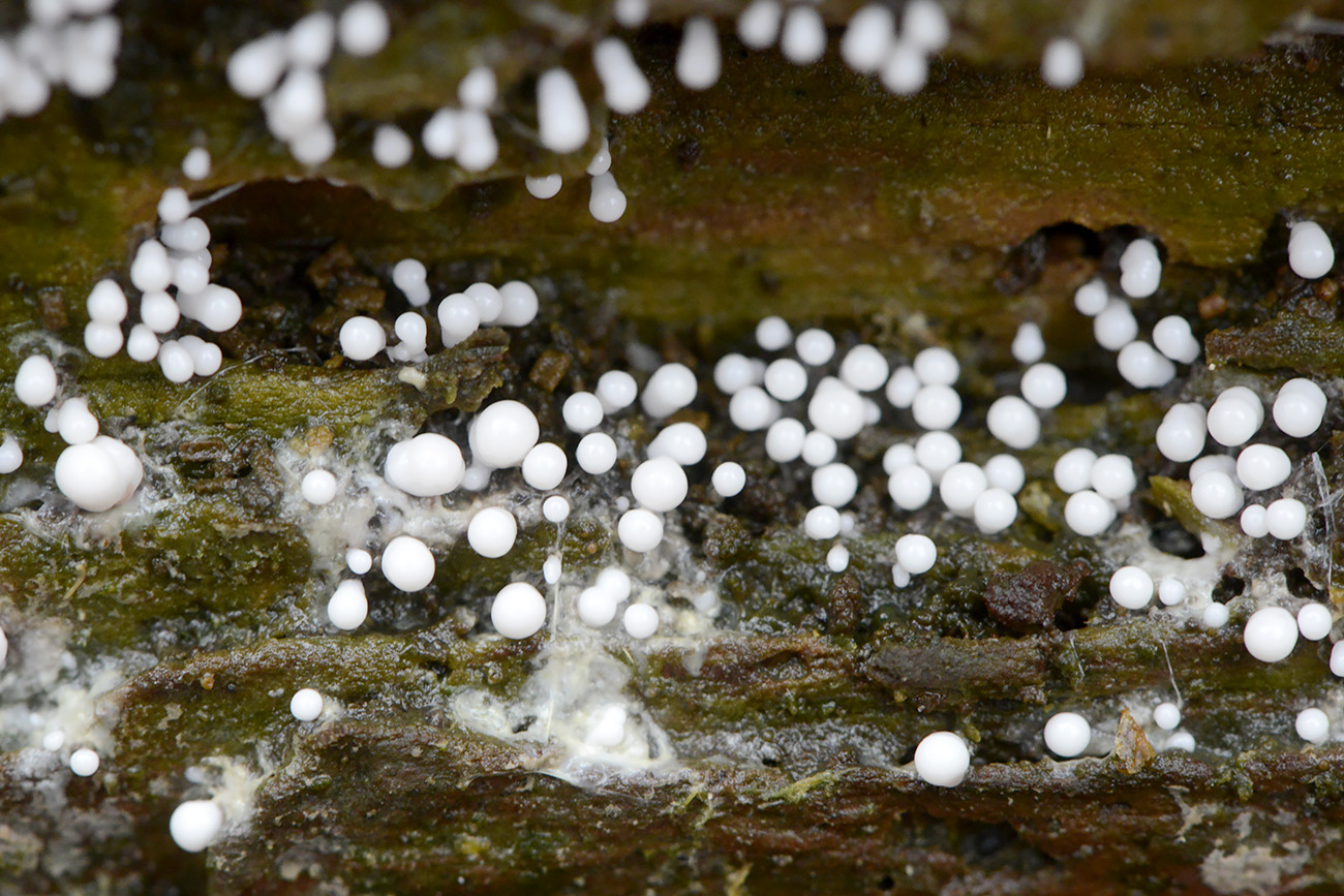 fopdraadwatje (trichia varia) 12-2021 0751